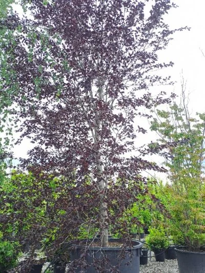 Purple-leaved Fagus sylvatica specimen at a partner nursery