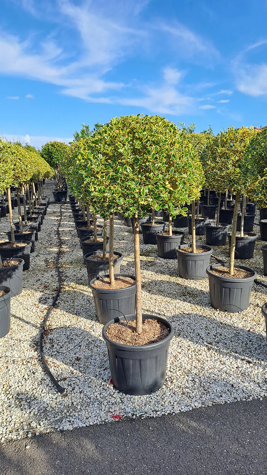 Rows of carefully shaped trees at an Italian partner nursery