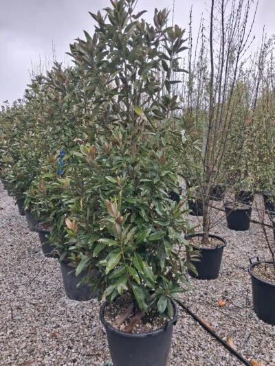 Magnolia grandiflora Alta with dense evergreen foliage