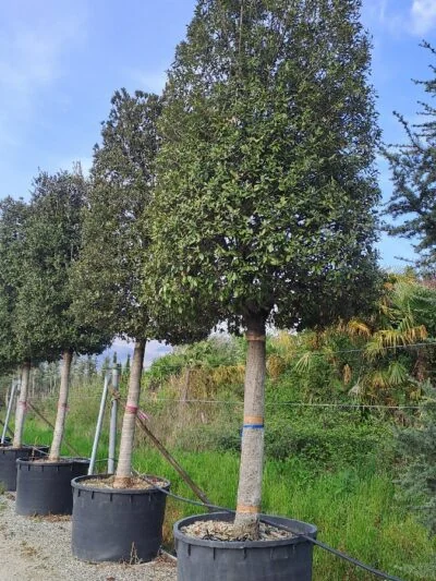 Quercus ilex standard tree in a nursery container